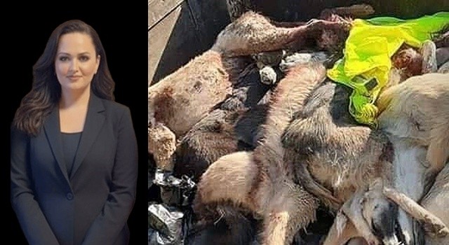 Merkez Sağ Parti Samsun İl Başkanı Kocabay'dan Vicdanları Yaralayan Olayla Sert Tepki