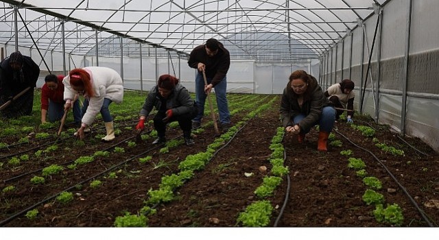 Burası Kocaeli: Kadın ve gençler, Büyükşehir’le tarıma kazandırılıyor
