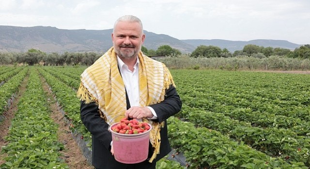 En lezzetli Festival Emiralem çileği için geri sayım başladı