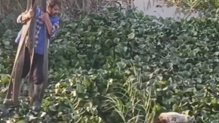 Vincin kancasına taktığı halatla nehre düşen tosunu kurtarmaya çalıştı, o anlar kamerada