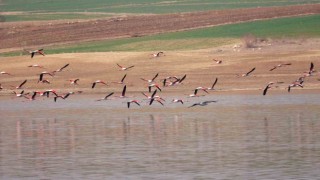Flamingo akını bozkırı renklendirdi
