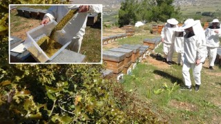 Şifa deposu polende hasat başladı