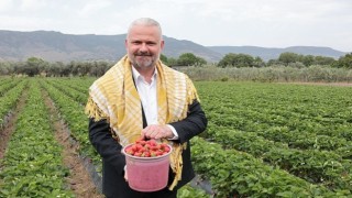 En lezzetli Festival Emiralem çileği için geri sayım başladı